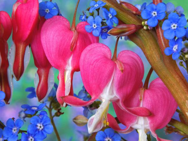 Free bleeding heart flowers wallpaper download