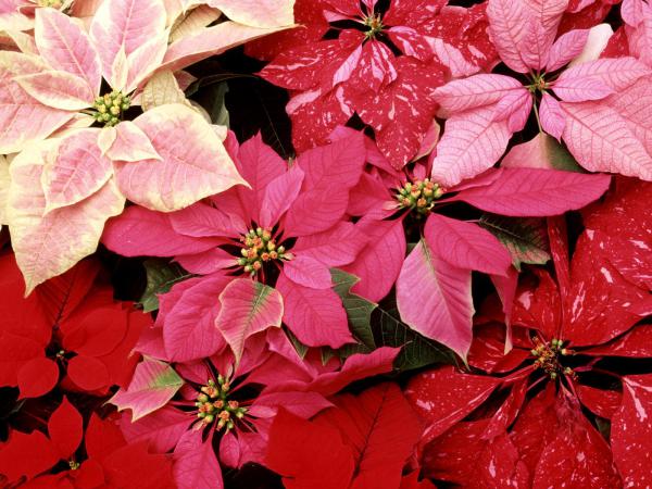 Free blooming poinsettias wallpaper download