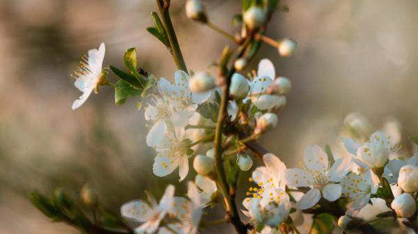 Free blossom 4k hd wallpaper download