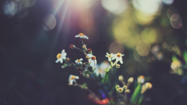 Free blossom bokeh wallpaper download