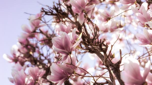 Free blossom branch pink magnolia flowers hd magnolia wallpaper download