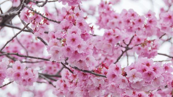 Free blossom branch sakura during spring 4k hd flowers wallpaper download