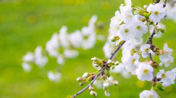 Free blossom branch spring white flower in blur green background 4k hd flowers wallpaper download