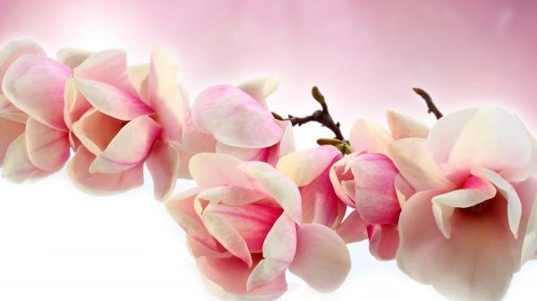 Free blossom earth magnolia pink flower in pink background hd magnolia wallpaper download