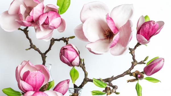 Free blossom flower magnolia pink hd magnolia wallpaper download