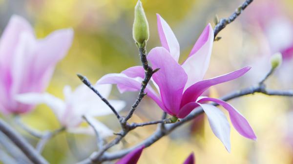 Free blossom flower magnolia spring hd magnolia wallpaper download