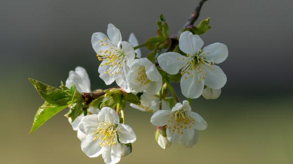 Free blossom hd wallpaper download