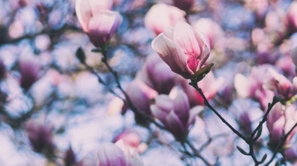 Free blossom magnolia pink flowers hd flowers wallpaper download