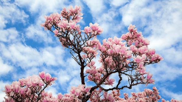 Free blossom magnolia pink flowers tree under blue sky hd magnolia wallpaper download