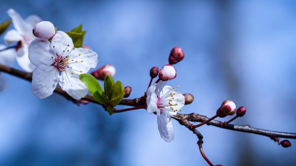 Free blossom spring branch in blue blur background hd flowers wallpaper download