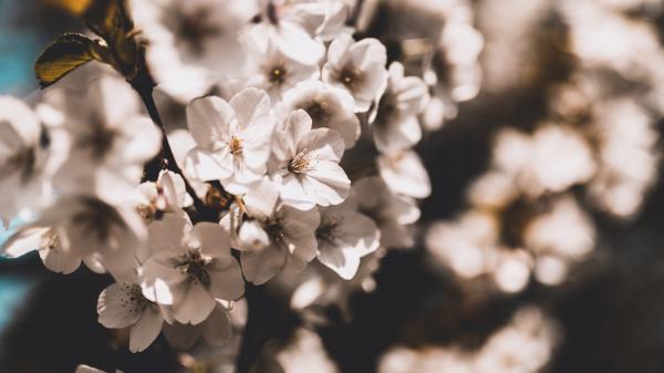 Free blossom spring white flowers 4k 5k hd flowers wallpaper download