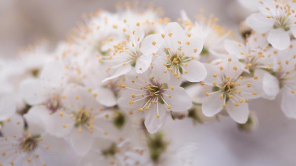 Free blossom white flowers in blur background 4k 5k hd flowers wallpaper download