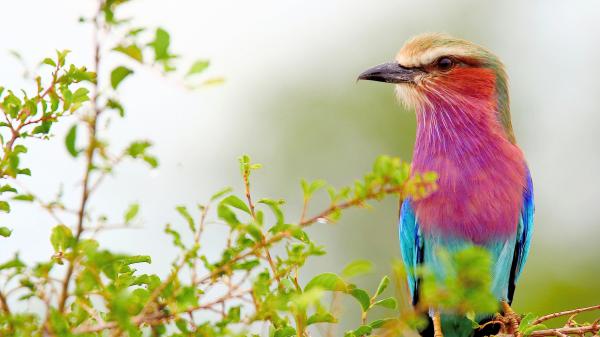 Free blue and pink lilac breasted roller bird is sitting on tree branch in blur white background hd animals wallpaper download