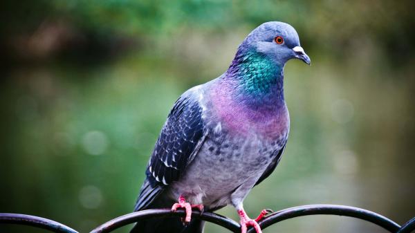 Free blue and purple pigeon on top of gate in blur background 4k hd nature wallpaper download