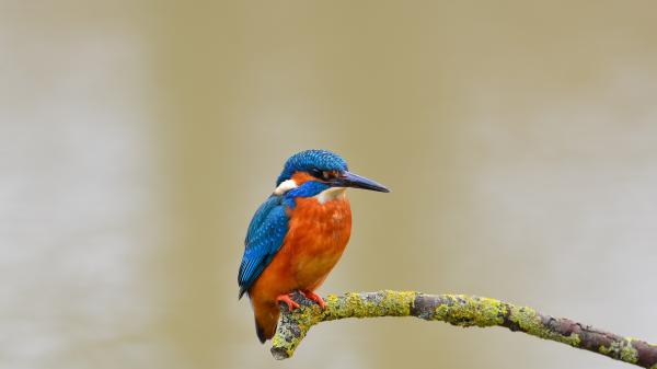 Free blue and red kingfisher bird on branch 4k hd wallpaper download