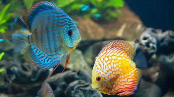 Free blue and yellow beautiful fishes underwater 4k hd animals wallpaper download