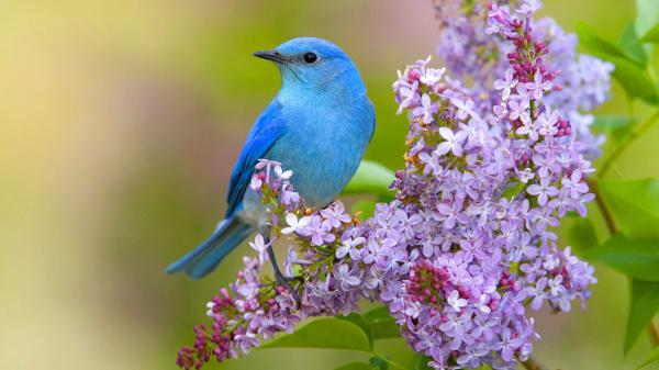 Free blue bird is perching on flower stalk in blur green background hd birds wallpaper download