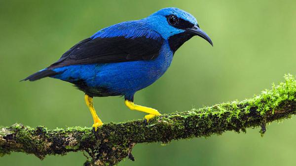 Free blue black honeycreeper bird on algae covered tree branch in green background hd birds wallpaper download