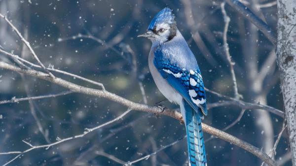 Free blue black jay bird is perching on tree branch in blur snow background 4k hd animals wallpaper download