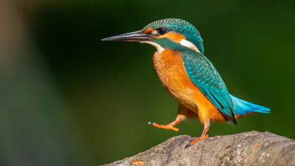 Free blue brown kingfisher is standing on rock in green blur background hd animals wallpaper download