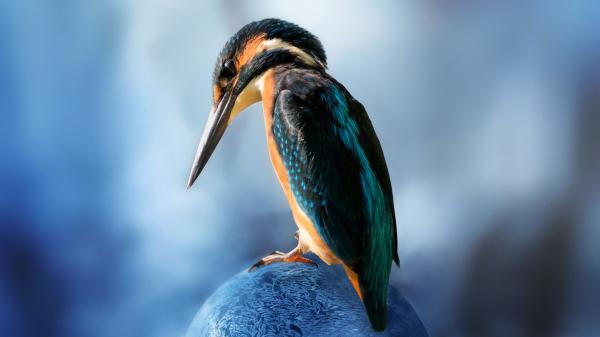 Free blue brown sharp nose kingfisher bird is sitting on rock in blue blur background 4k hd animals wallpaper download