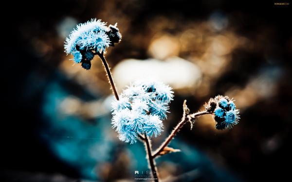 Free blue dandelion wallpaper download