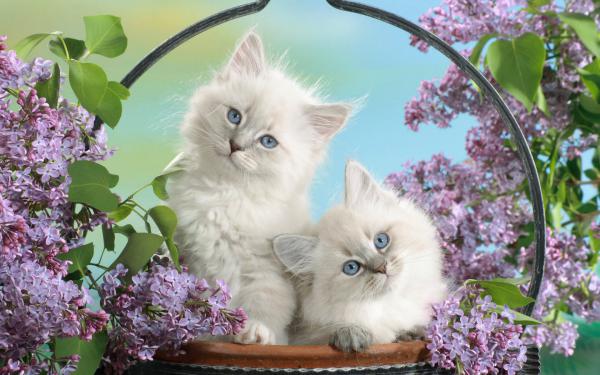 Free blue eyes and blossoms wallpaper download