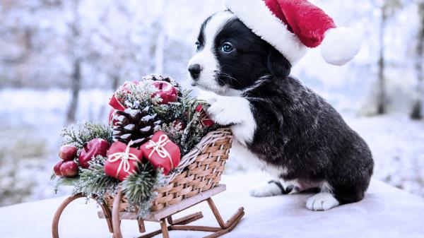 Free blue eyes black dog puppy is wearing santa hat standing near bamboo sled hd puppy wallpaper download