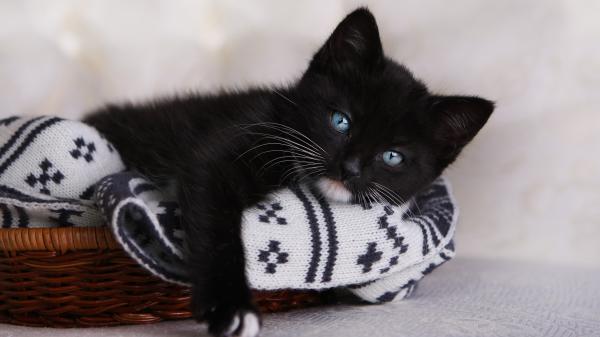 Free blue eyes black kitten is lying on towel inside bamboo basket 4k hd kitten wallpaper download