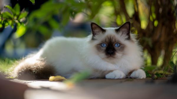 Free blue eyes black nose white cat is lying down on ground 4k 5k hd cat wallpaper download