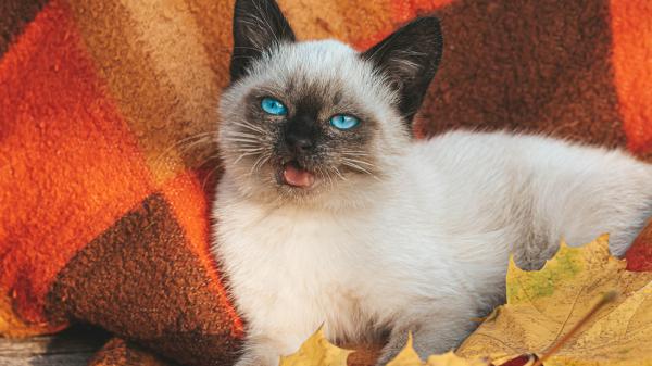 Free blue eyes cat hd animals wallpaper download