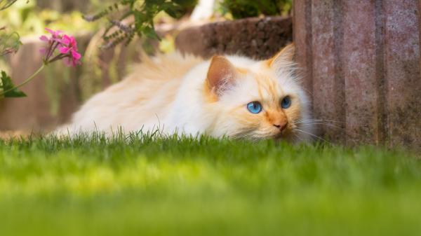 Free blue eyes cat is sitting near green grass field 4k 5k hd cat wallpaper download