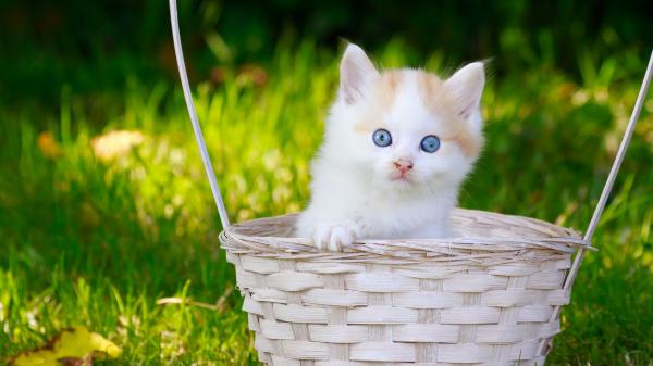 Free blue eyes cat kitten inside white bamboo basket in green grass background hd kitten wallpaper download