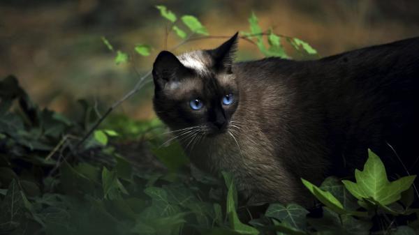 Free blue eyes cat near green leaves plant hd cat wallpaper download