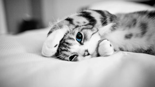 Free blue eyes kitten is lying on couch hd kitten wallpaper download