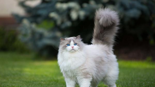 Free blue eyes persian chubby white cat on green grass in blur background 4k hd animals wallpaper download