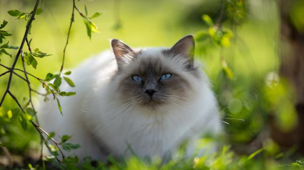 Free blue eyes white black cat is lying down on green grass in blur green background 4k 5k hd cat wallpaper download