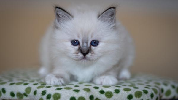 Free blue eyes white cat is sitting down on cloth 4k hd kitten wallpaper download