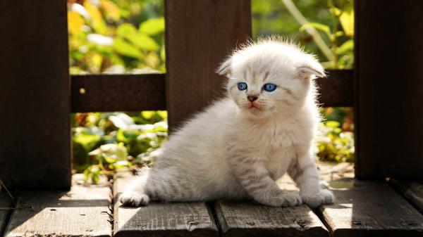 Free blue eyes white cat on wooden bench hd kitten wallpaper download