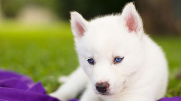 Free blue eyes white puppy siberian husky is looking down in green blur background hd animals wallpaper download