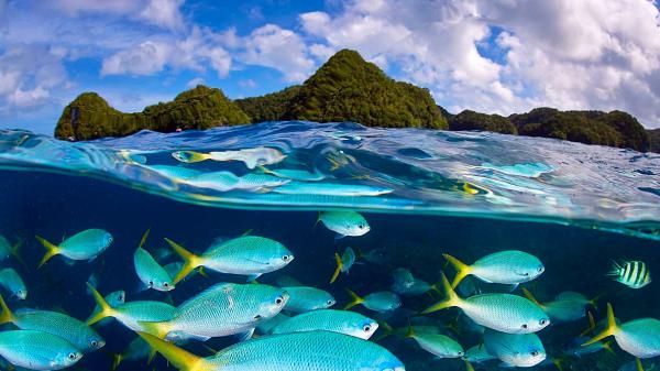 Free blue fishes under sea under rock and blue sky with clouds hd animals wallpaper download