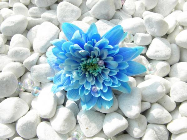 Free blue flower 1024x768 wallpaper download