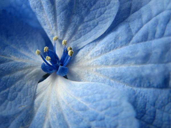 Free blue flower 2 wallpaper download