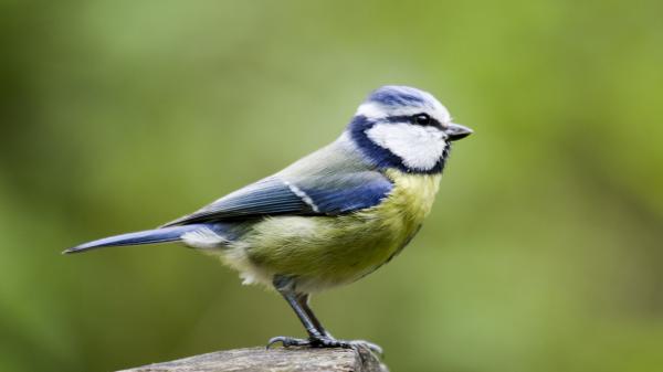 Free blue green bird is standing on stone in green background hd birds wallpaper download