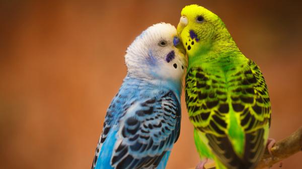 Free blue green love birds on tree branch in blur background hd birds wallpaper download