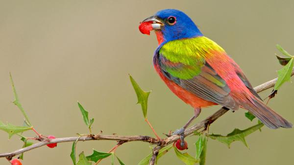 Free blue green peach color bird with leaf in mouth is perching on berry tree branch hd birds wallpaper download