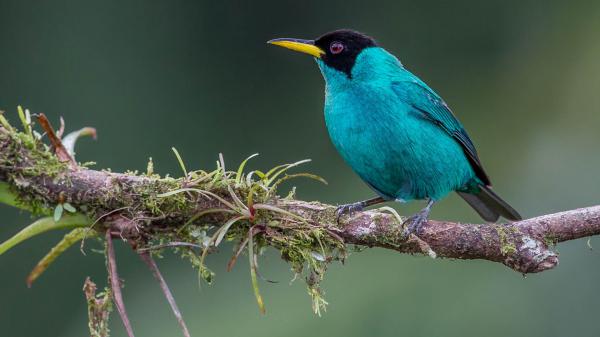 Free blue honeycreeper is perching on tree branch during daytime hd birds wallpaper download