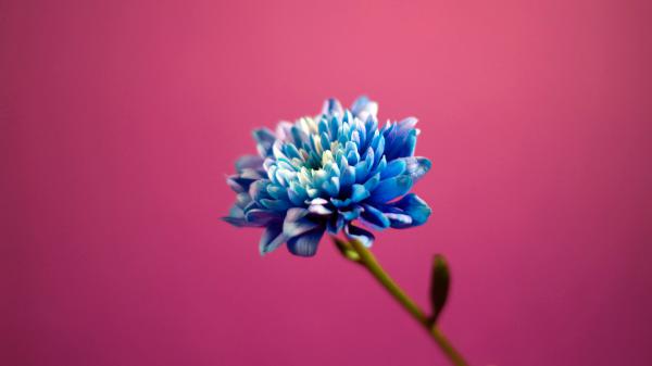 Free blue in pink background wallpaper download