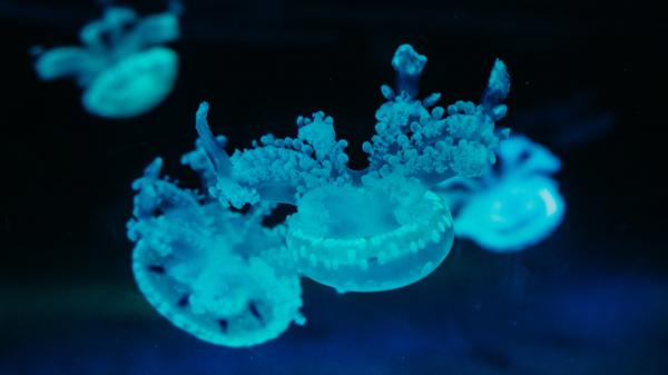 Free blue jelly fishes underwater hd animals wallpaper download