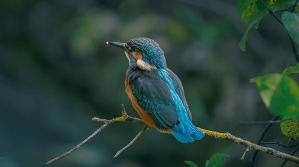 Free blue kingfisher bird is sitting on tree branch in a blur background hd animals wallpaper download